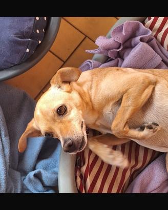 Meticcia femmina taglia media piccola