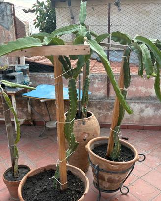 Frutto del drago piante