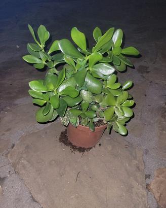 albero di giada 