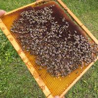 Nuclei di api con regina 2025