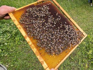 Nuclei di api con regina 2025