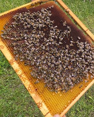 Nuclei di api con regina 2025