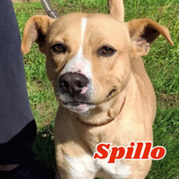 Spillo, 2 anni, taglia media