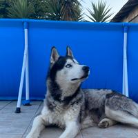 Husky per accoppiamento