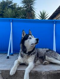 Husky per accoppiamento