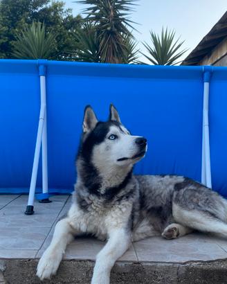 Husky per accoppiamento