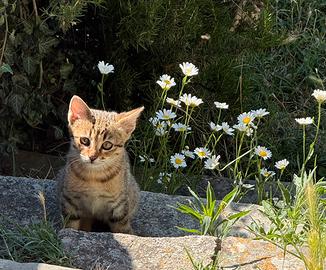Gattini tigrati