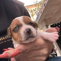 Jack russell