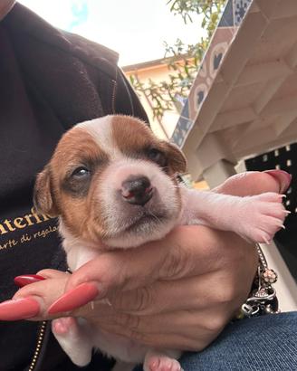 Jack russell