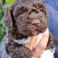 Lagotto Romagnolo Cuccioli