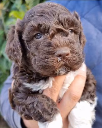 Lagotto Romagnolo Cuccioli
