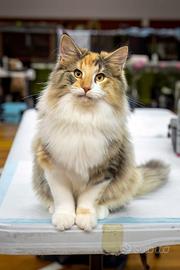 Norvegesi delle Foreste