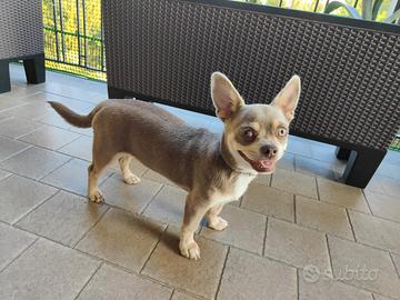 Chihuahua Lilac per monta