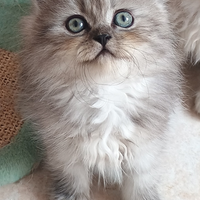 Gattino persiano