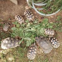 Tartaruga di terra Testudo marginata