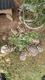 Tartaruga di terra Testudo marginata