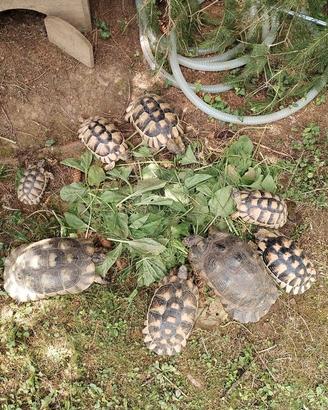 Tartaruga di terra Testudo marginata