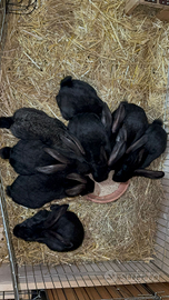 Conigli delle fiandre