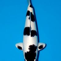 Carpe koi Shiro Utsuri