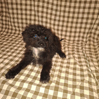 Maltipoo cuccioli