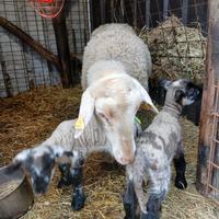 Agnelli, pecore, montone Suffolk , lacaune