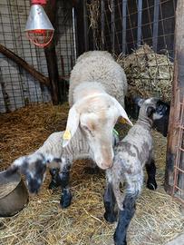 Agnelli, pecore, montone Suffolk , lacaune