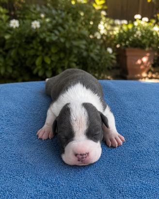 Cuccioli Amstaff blue 