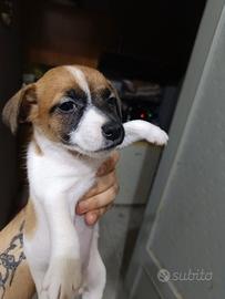 Jack Russell