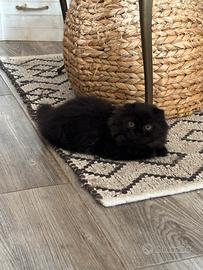 Scottish fold