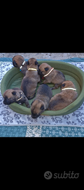 Cuccioli pastore belga malinois