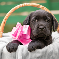 Cucciola Labrador Retriever Pedigree alta genealog