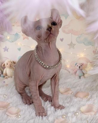 Cuccioli di Sphynx