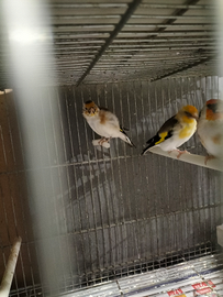 Cardellini major,Canarini arlecchino portoghesi