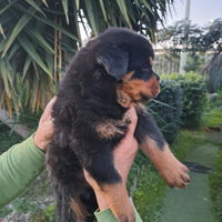 Rottweiler