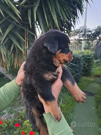 Rottweiler