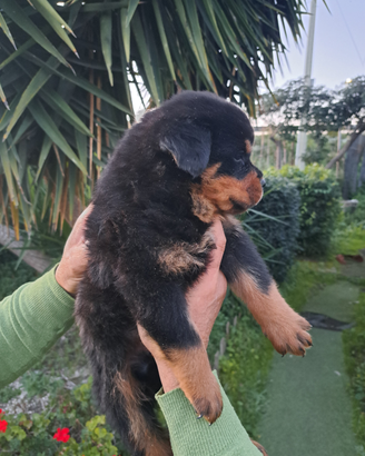Rottweiler
