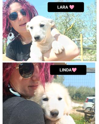 Lara e linda