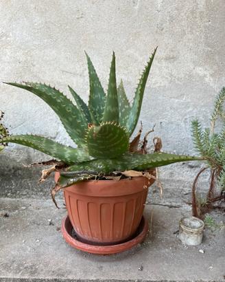 Piante varie