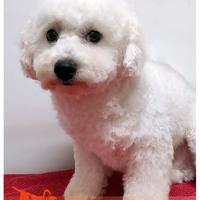 Cuccioli di BICHON A POIL FRISE