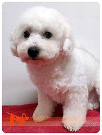 Cuccioli di BICHON A POIL FRISE