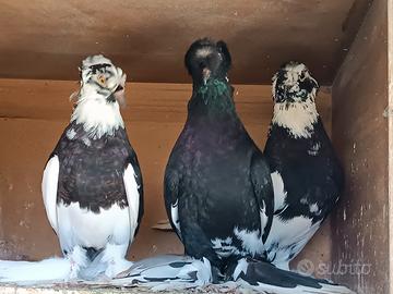 Colombi doppio ciuffo con piume su le zampe