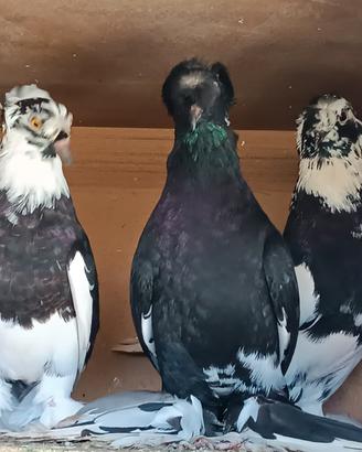 Colombi doppio ciuffo con piume su le zampe