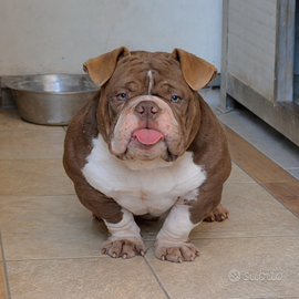 American Bully Exotic
