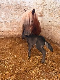 Pony