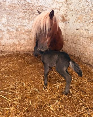 Pony