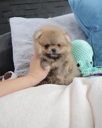 Spitz di pomerania