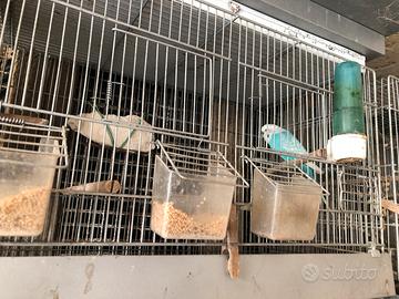 Coppia di cocorite più gabbia