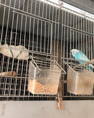 Coppia di cocorite più gabbia