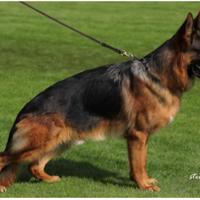 Cucciolo cuccioli pastore tedesco pedigree microch