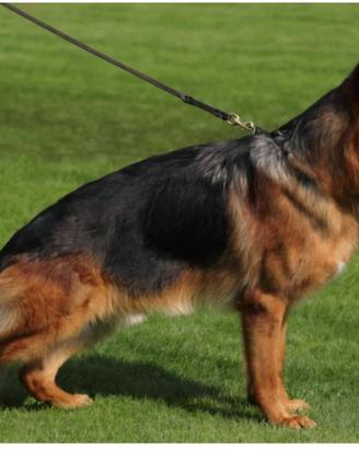 Cucciolo cuccioli pastore tedesco pedigree microch